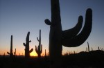 Saguaro Sunset