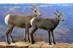 Big Horn Sheep