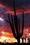 SAGUARO SUNSET IN SOUTHERN ARIZONA