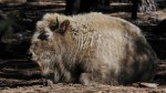 White Buffalo at Bearizona near Williams, AZ
