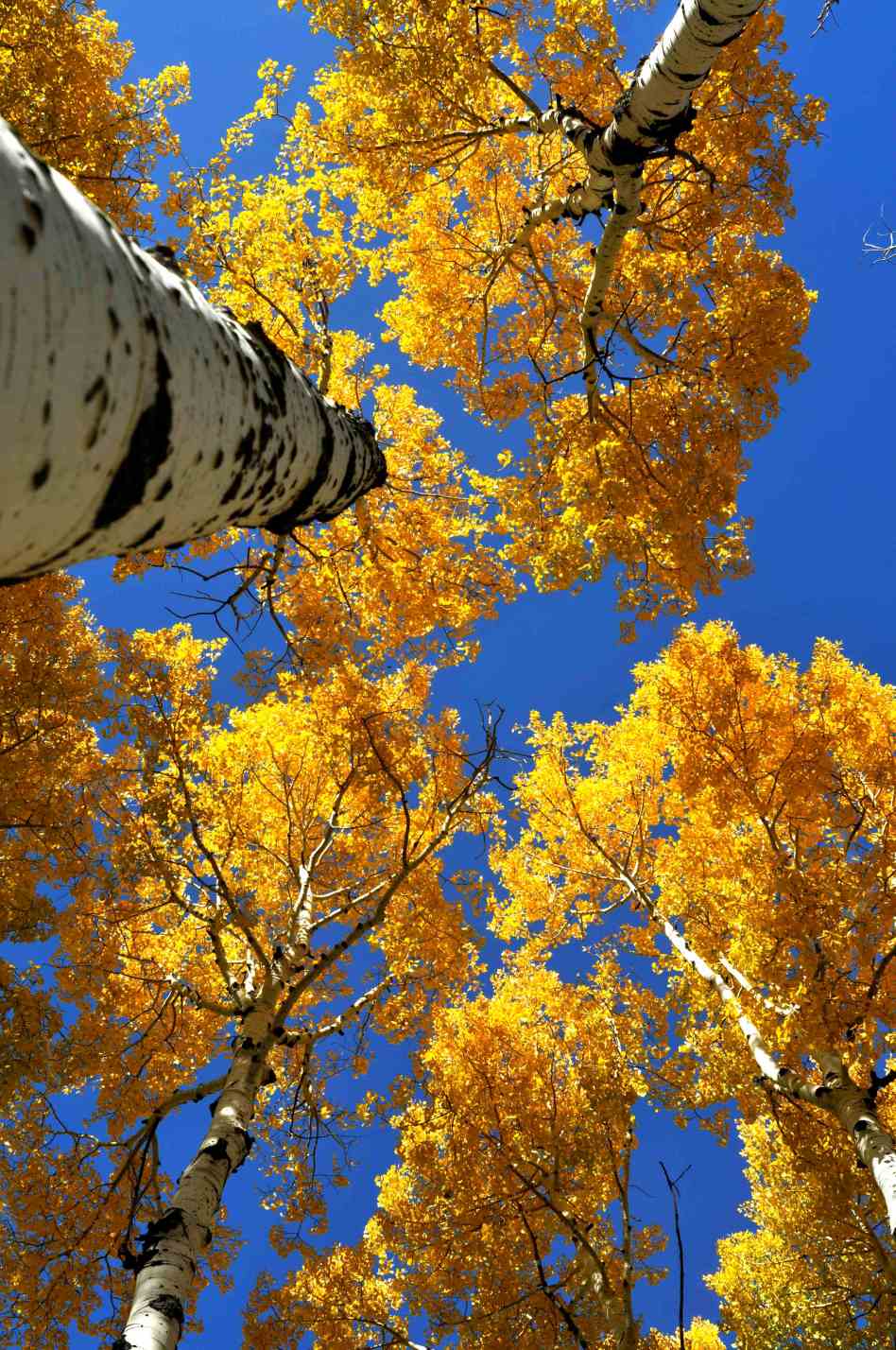 Flagstaff Arizona Aspen