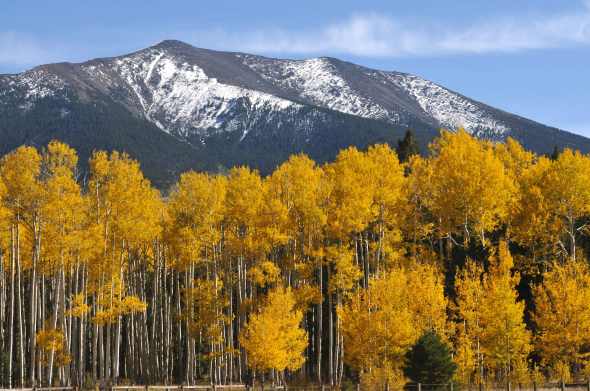 Beautiful golden Aspens in front of the snow kissed San Franciscan Peaks.