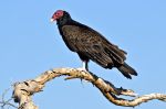 California Vulture