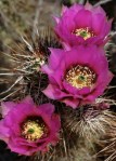 HEDGEHOG CACTUS 2263