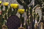 PRICKLY PEAR BLOSSOMS&nbsp;3458