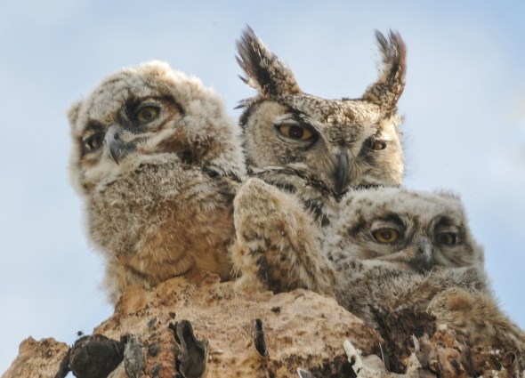 THE OWL of LA CANADA