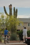 Neighborhood Saguaro