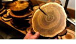 TREE RINGS