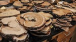 Tree Rings