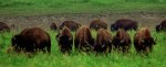 BUFFALO HERD