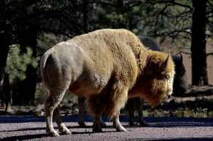 ARIZONA'S BEARIZONA HAS WHITE BUFFALO
