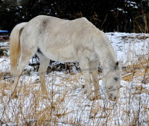 Grazing in Snow