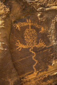 DATURA OR JIMSONWEED IS FOUND GROWING IN THE CANYON AND MIGHT HAVE LEAD TO A BAD DREAM OR TWO