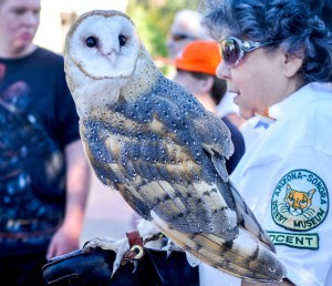 The barn owl is recognizable by its ghostly pale color and heart-shaped facial disc. Barn owls do not hoot, instead emitting a long, eerie screech. They also hiss, snore and yap. With its asymmetrical ears, the barn owl has the most acute hearing of any animal.
