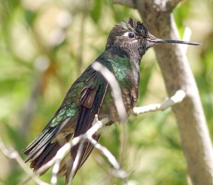 For more information, visit High Country Raptors. Arizona Sonora Desert Museum 2021 N Kinney Rd Tucson, AZ 85743 (520) 883-2702 desertmuseum.org