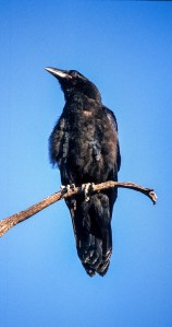 CROW-