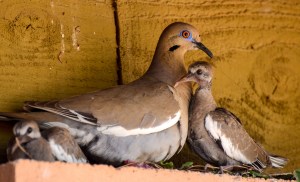 INCA DOVE