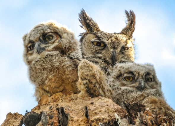 BABY HORNED OWLS