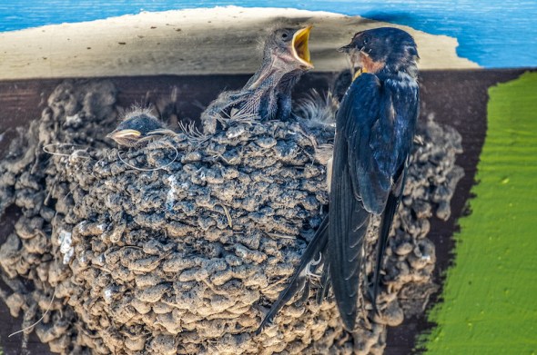 photographed in Southern Arizona at Parker Canyon Lake.