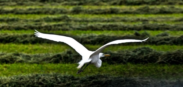 The Whooping Crane (Grus americana), the tallest North American bird, is an endangered crane species named for its whooping sound. In 2003, there were about 153 pairs of whooping cranes. Along with the Sandhill Crane, it is one of only two crane species found in North America. The Whooping Crane's lifespan is estimated to be 22 to 24 years in the wild. After being pushed to the brink of extinction by unregulated hunting and loss of habitat to just 21 wild and two captive Whooping Cranes by 1941, conservation efforts have led to a limited recovery. As of 2011, there are an estimated 437 birds in the wild and more than 165 in captivity.