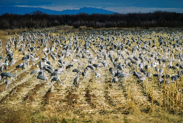 Feeding along side of one of America's grandest mirgratory flyways, the Rio Grande River which winds through New Mexico providing feeding and rest for migrating birds