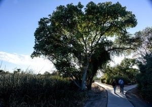 SWEETWATER RIPARIAN AREA-2808