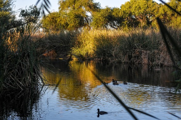 SWEETWATER RIPARIAN AREA-4039