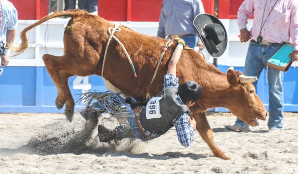 SACATON JR RODEO 5496