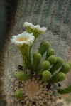 SAGUARO BLOSSUMS