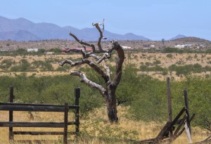 Tree in the opening of Maverick as Mel Gibson is being hanged is now anchored in cement.