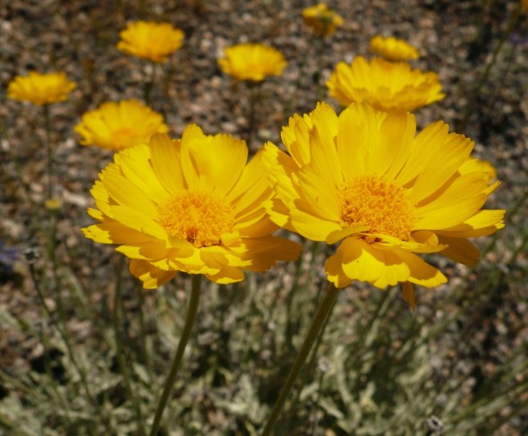MORE VARIETY SEEN ALONG THE PINAL PARKWAY THAN ANY OTHER SPOT IN SOUTHERN AZ