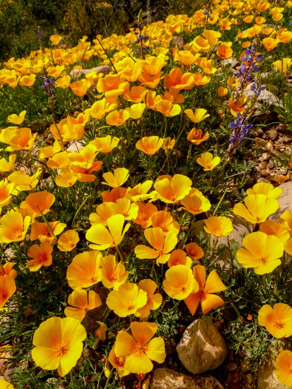 HAPPY POPPIES JUST POPPING UP ALL OVER THE HILLS SURROUNDING THE SAN PEDRO RIVER
