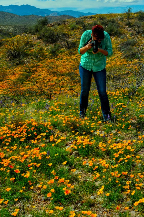 OFF RIVER ROAD, SOUTH OF REDINGTON PASS ROAD THIS POPPY CROP YIELD COMES FROM A RECORD FOUR INCH RAIN.