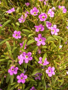 SAGUARO WEST MONUMENT