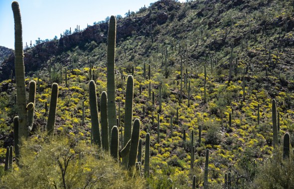 SAGUARO NATIONAL MONUMENT WEST