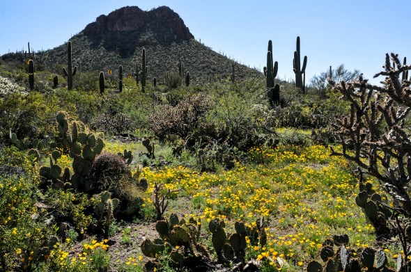 SAGUARO NATIONAL MONUMENT WEST PICTURE ROCKS PASS