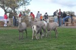 Grand Canyon Sheep-1708