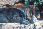 BEARS-ARIZONA-SONORA DESERT MUSEUM-