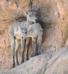 DESERTMUSEUM BABY-3078
