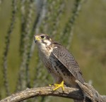 HAWK TUCSON AZ-SON DESERTMUSUM-8490