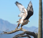 HAWKTUCSON AZ-SON DESERTMUSUM-8523