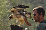 HAWKTUCSON AZ-SON DESERTMUSUM-8566