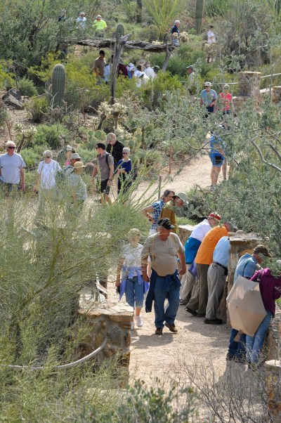 JAVELINA TUCSON AZ-SON DESERTMUSUM-8569