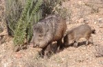 Javelina w babies&nbsp;195