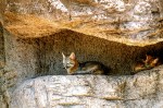 KIT FOXS-ARIZONA-SONORA DESERT&nbsp;MUSEUM-