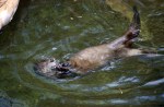 Otter Eating 115sharppp
