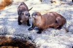 otters-SONORA DESERT MUSEUM–2