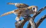 OWL-RAPTORFLIGHT-2325