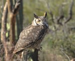 OWL TUCSON AZ-SON DESERTMUSUM-8474