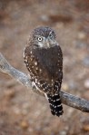 PygmyOwl131